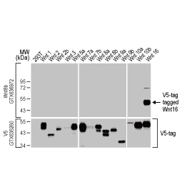 Wnt16 antibody [HL1498] (GTX636972)